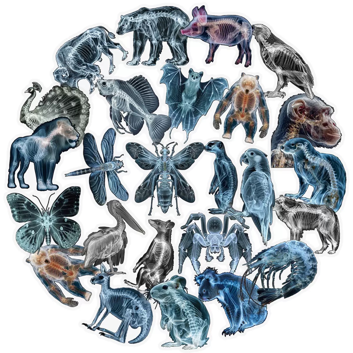 10/56pcs Animal Skeleton Stick - Kids Xray Toys recensione e prezzo
